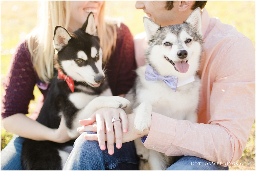 Alaskan Klee Kai Puppy Engagement Photos