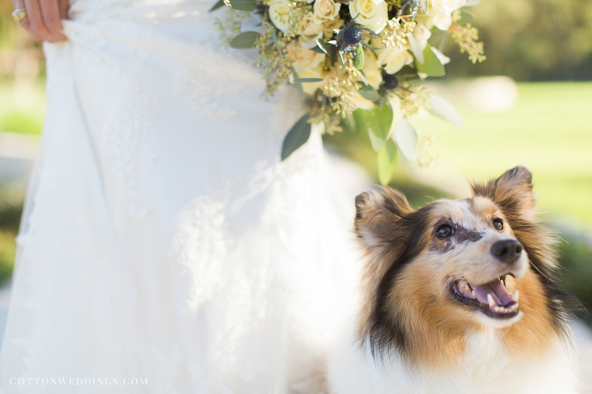 sheltie dog with bride