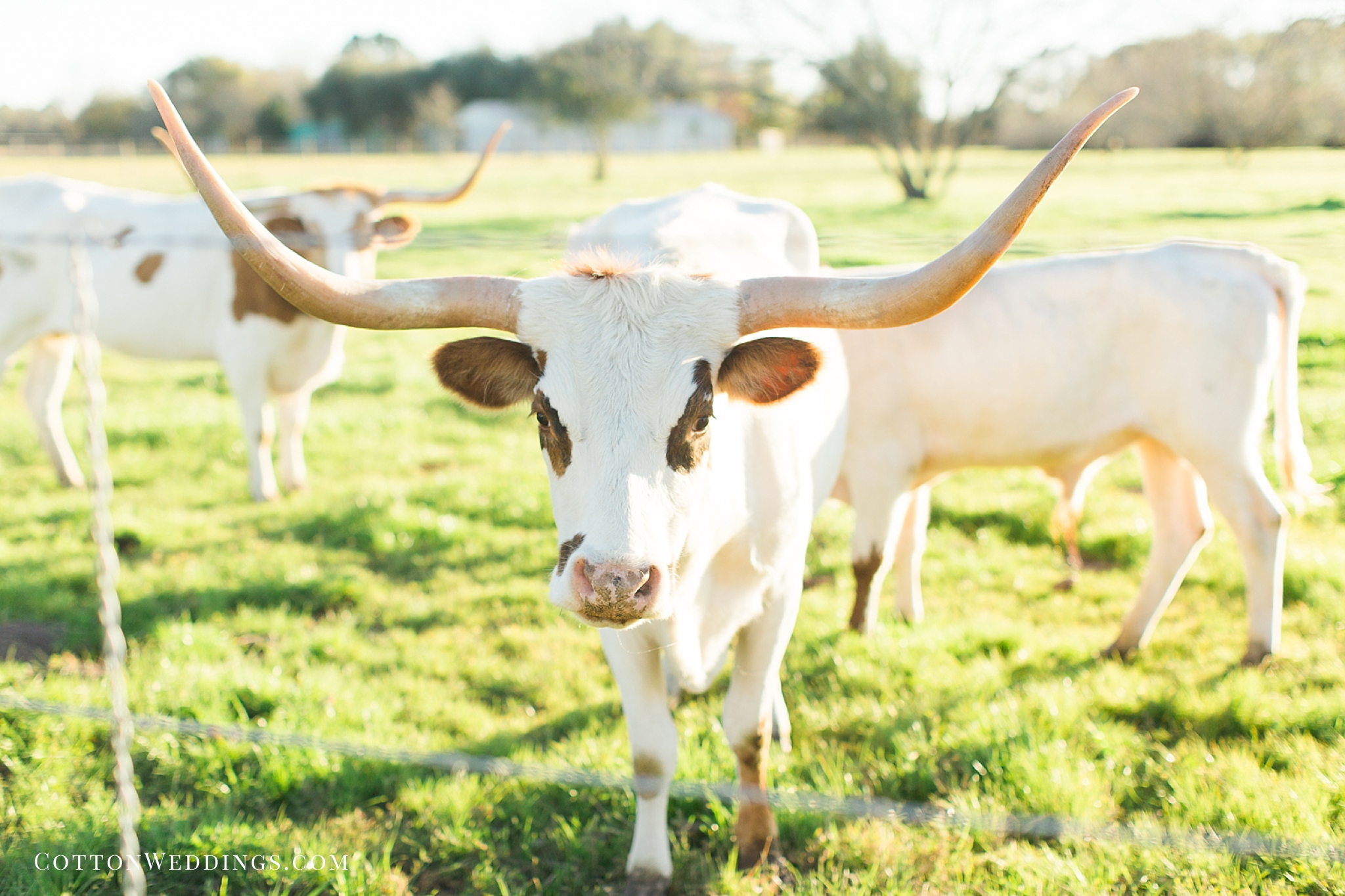 white longhorn cows