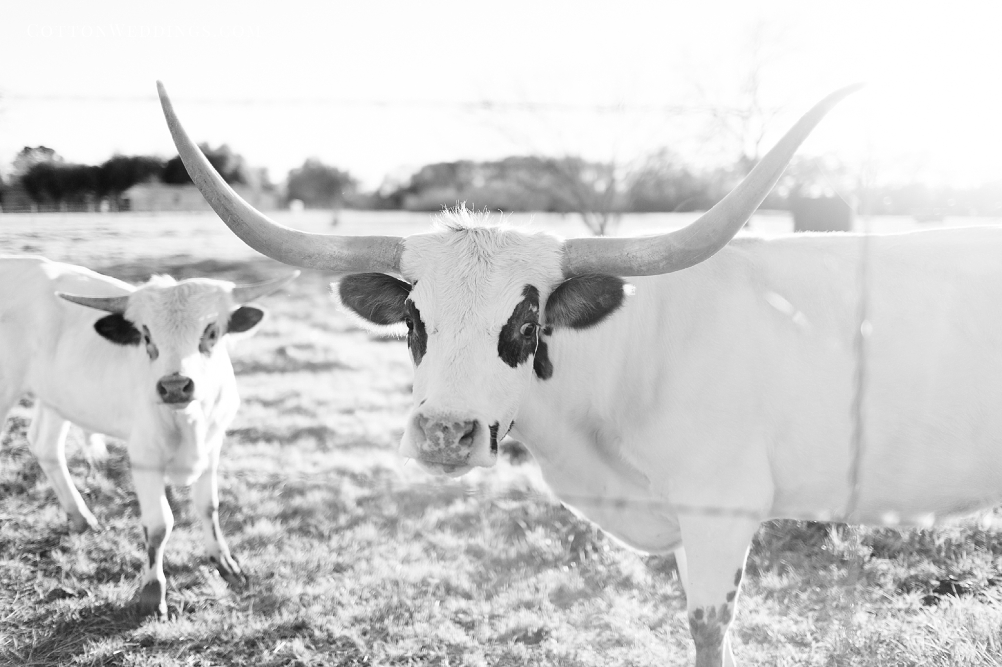 longhorn cow photo in black and white