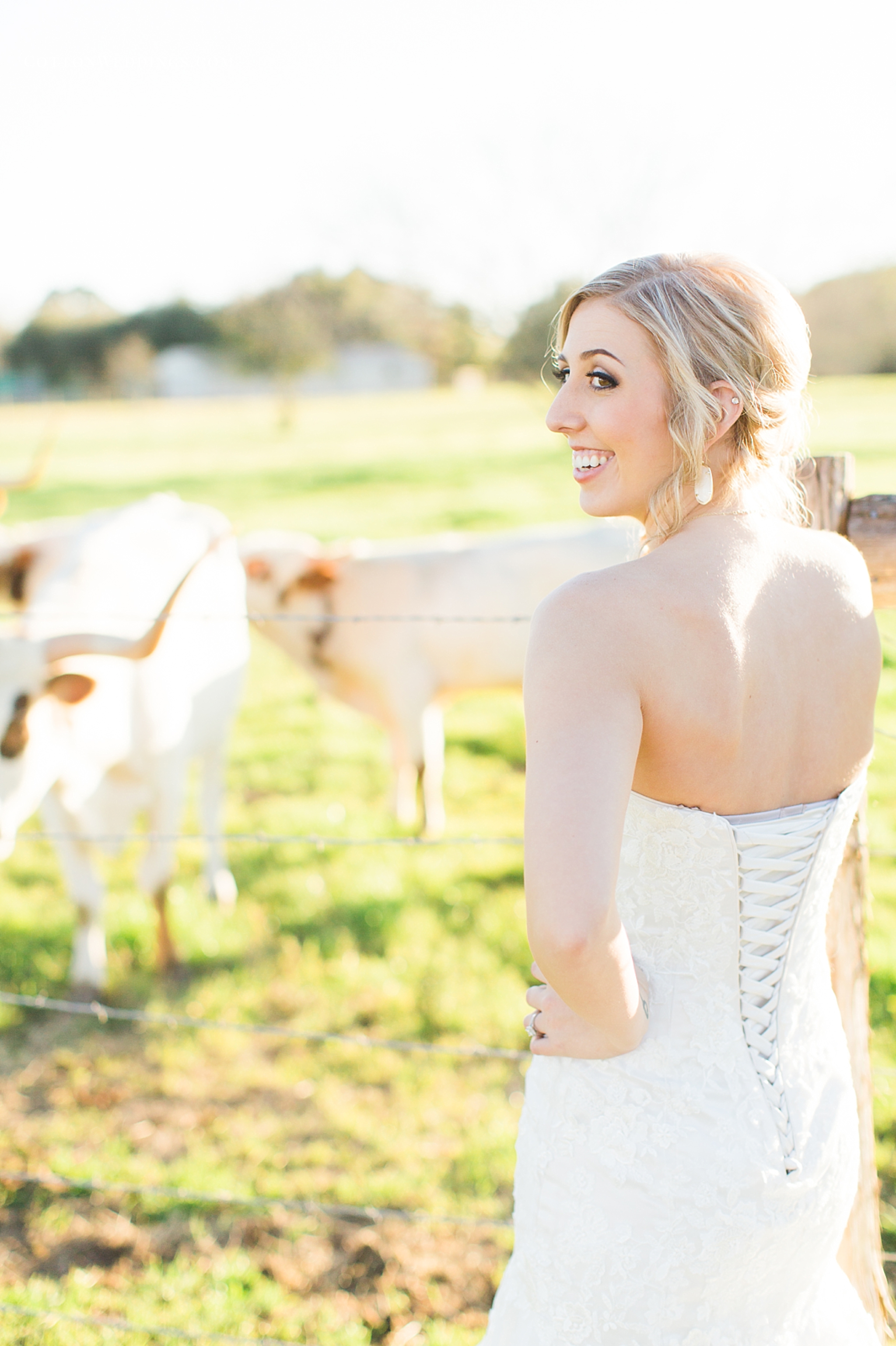 bride with cows