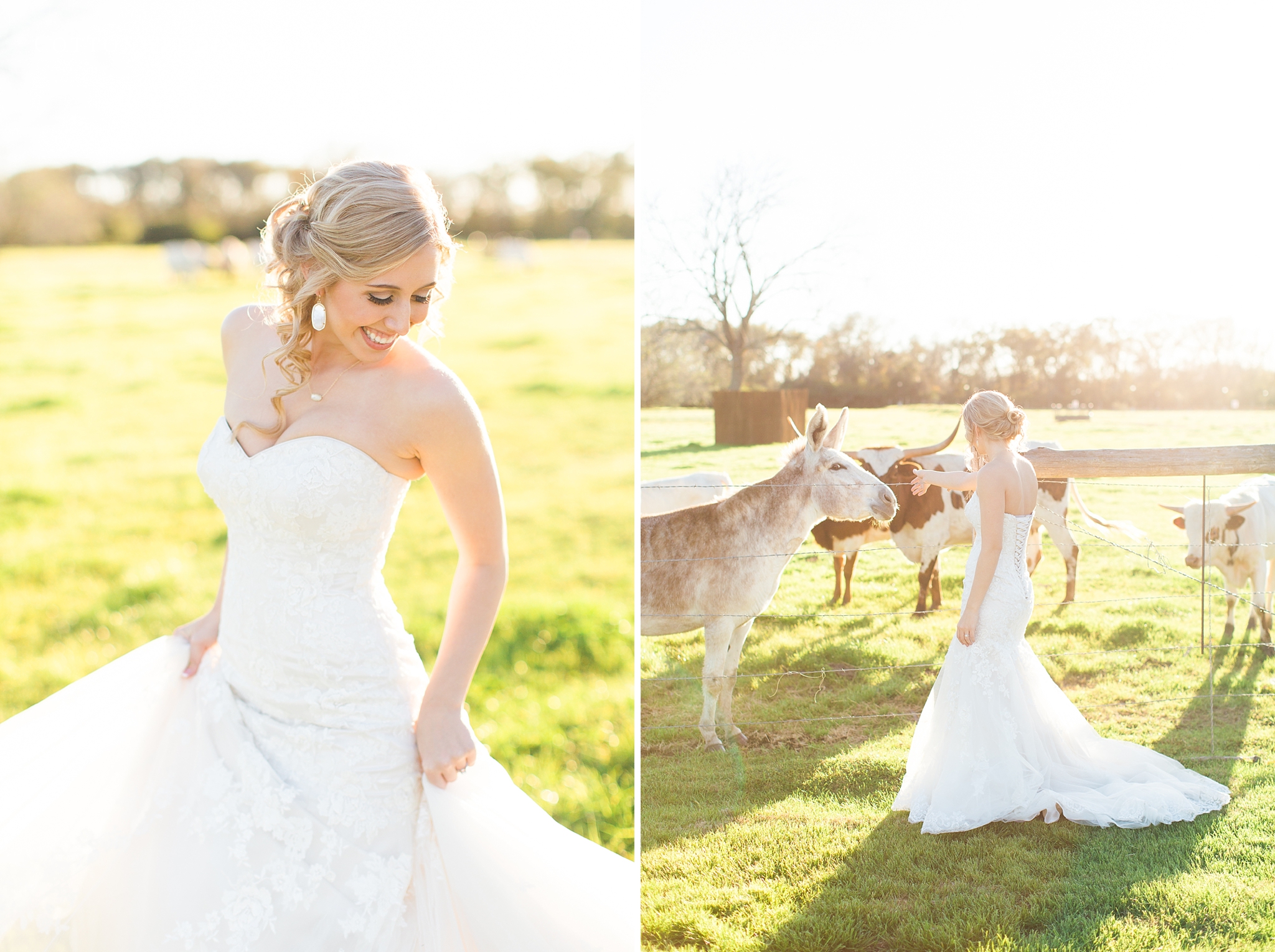 bride twirling in field with cows