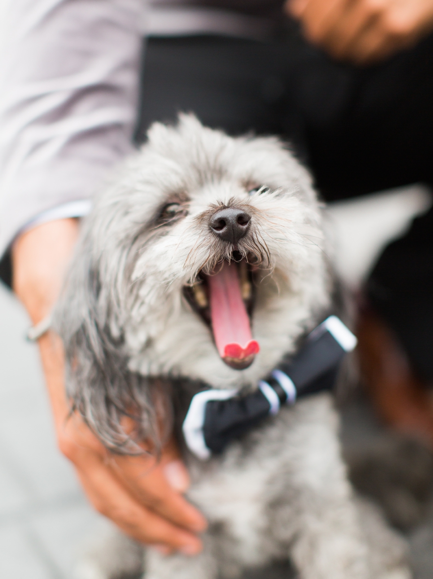 cute gray dog yawning with bowtie