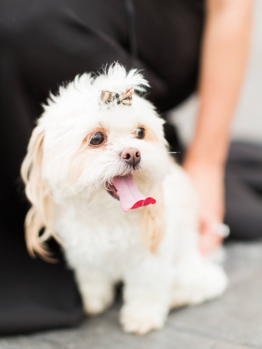 cute white dog with burberry hair bow