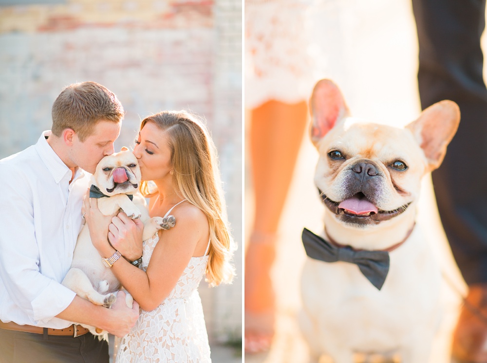 adorable frenchie french bulldog engagement session