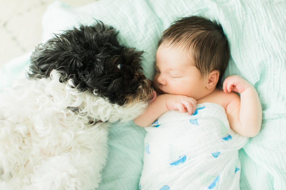 newborn and puppy photography